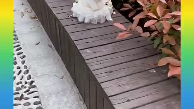 49_ Cute and Funny Dog Videos Compilation #SHORTS