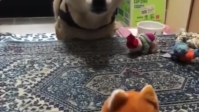 very funny dog playing.