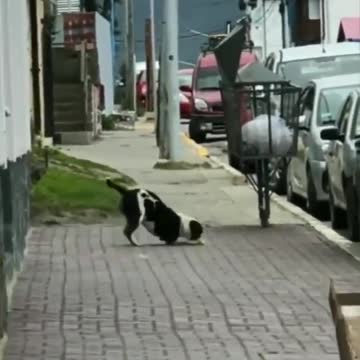 The dog steals food from the house and then enjoys the road while running