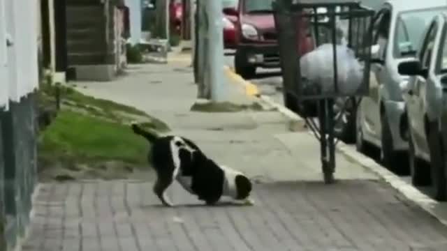 The dog steals food from the house and then enjoys the road while running