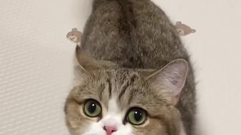 So cute cat