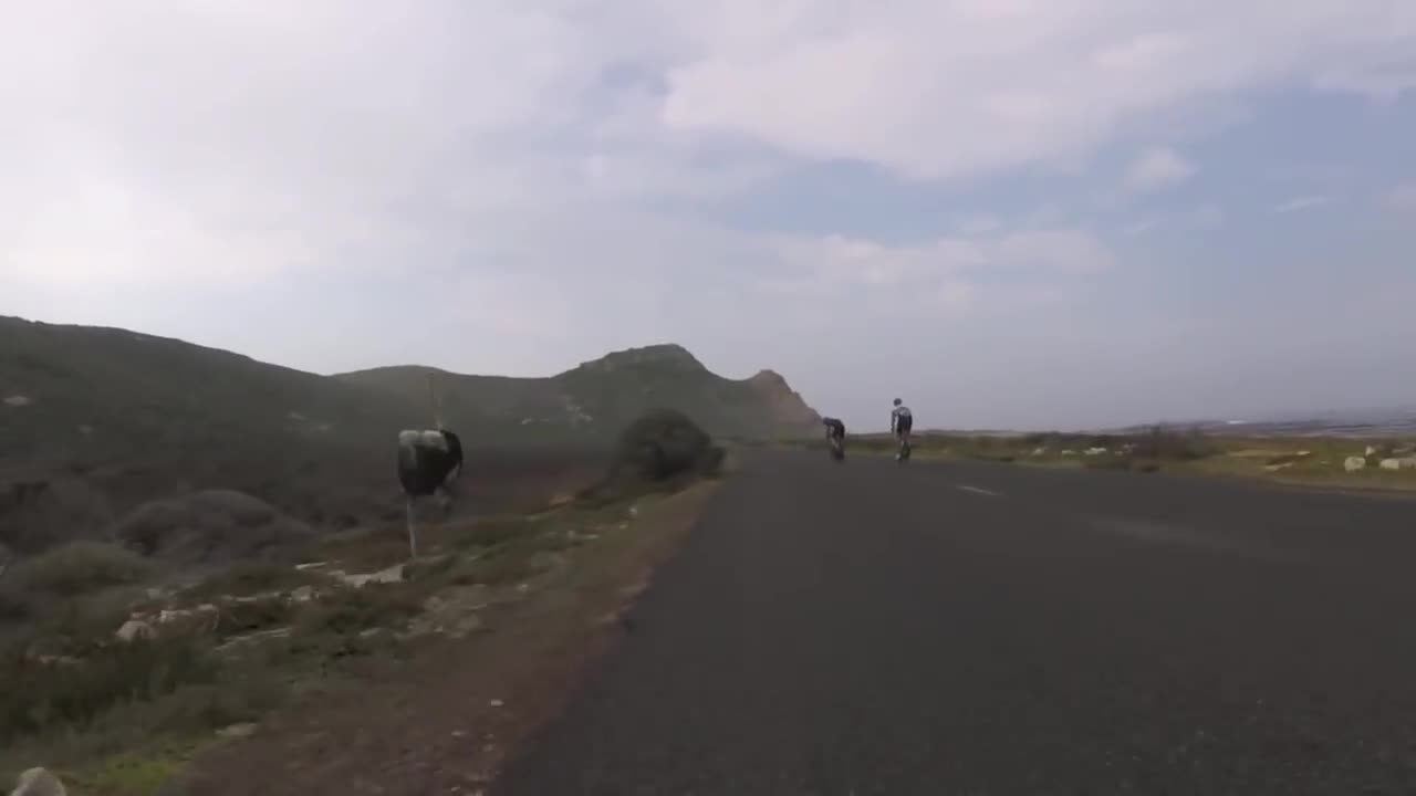 Cyclists chased by an ostrich. The funniest thing you'll see today