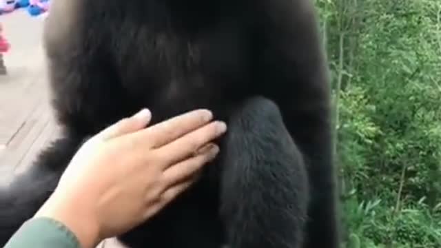 Gibbon Makes Making Interesting Sounds at Wooden Bridge