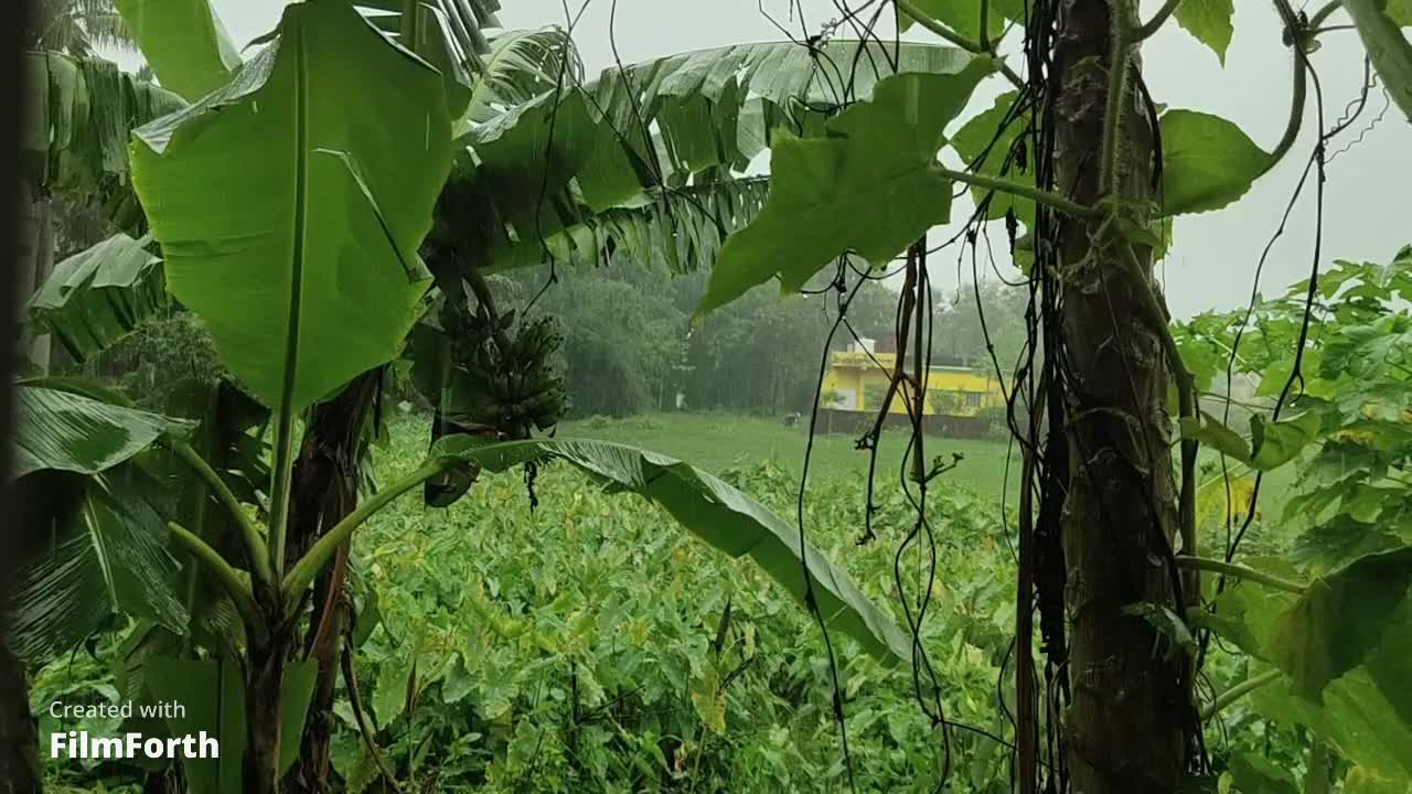 Rain In Garden