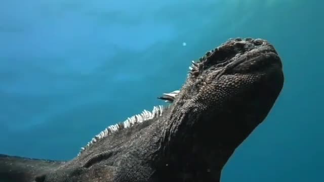 Marine iguanas are living dinosaurs-mini Godzilla's 😮😮