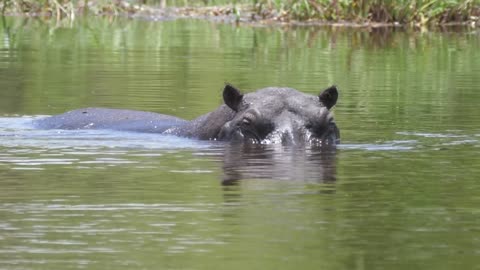 Baby hippo with his mom in a lake