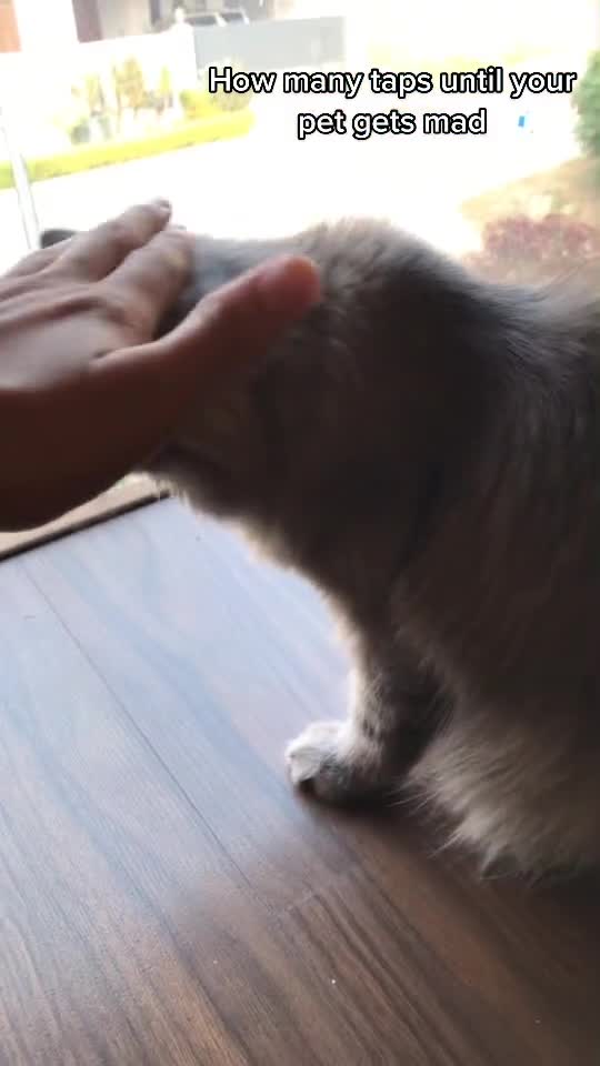 Munchkin cat mad 😡 Are You mad 😡 munchkin cat 😺 Funny video🤣