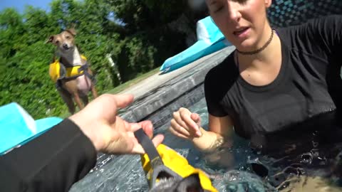 How to get your puppy in water with no fear