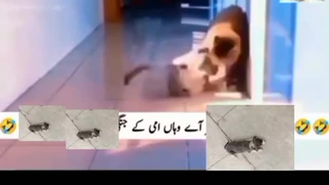 Top Funny Videos || Funny Animals || Cartoon#funny #entertainment #comedyvideo #pranks Rap TV