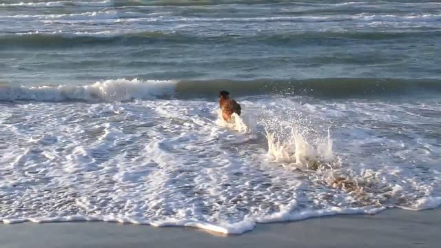 Cute Dog playing Sea //Dog Playing