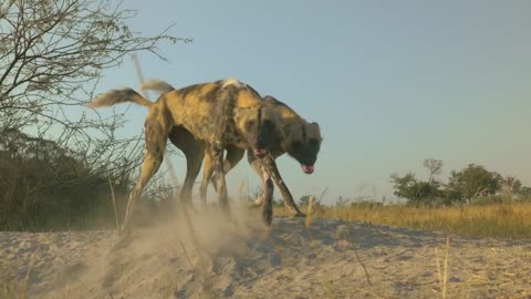 Robotic Spy Puppy Meets Wild Dogs