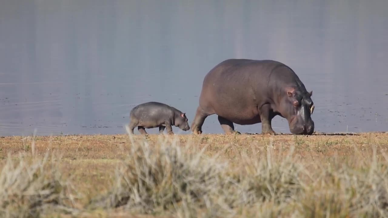 Mommy and Baby Hippo