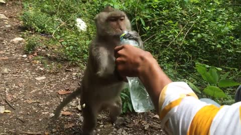 Monkey ask man for water.