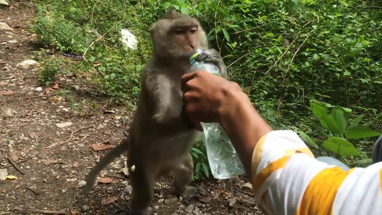 Monkey ask man for water.