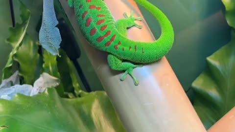 How the chameleon changes its shell and eats itself