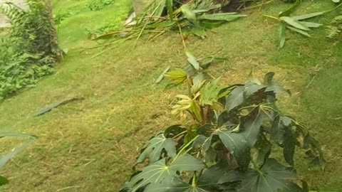 FUNNY SMART PANDA EATING BAMBOO!