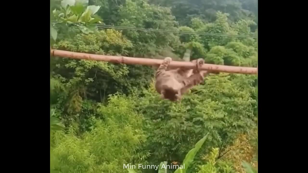 Funny cats and dogs - pet lover like you