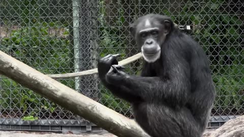 Monkey disguising to eat nose booger