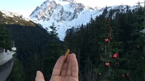 Bird Snatches Food From Hand