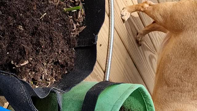 Hanging GARDEN potatoes hunt..