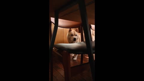 Dog looking under the table