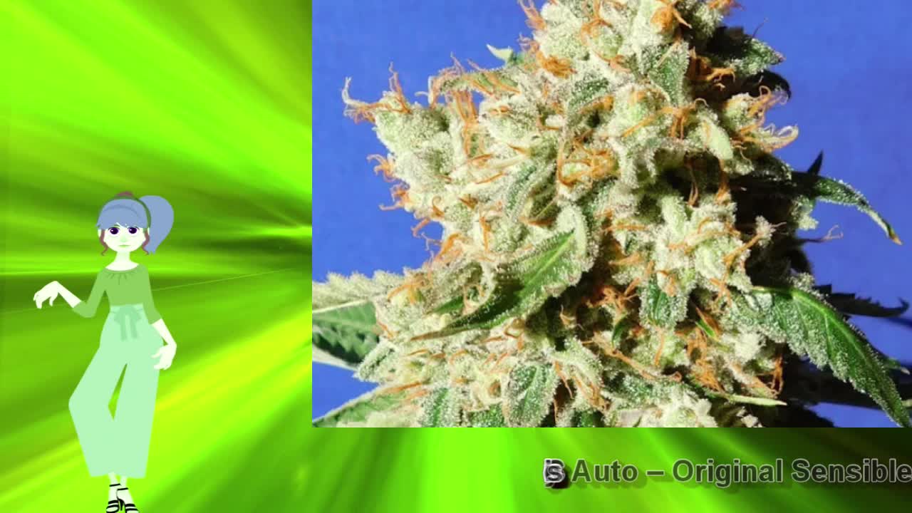 Blueberry Cookies Auto – Original Sensible