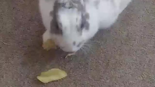 Bunny eats chips