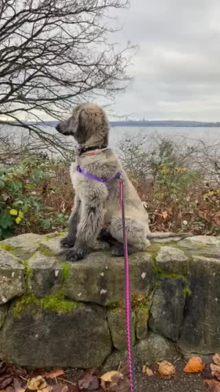 Puppy (4 months old)