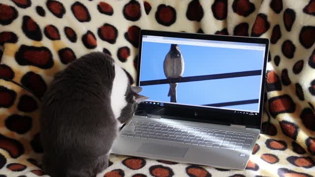 Funny cat want to hunt bird
