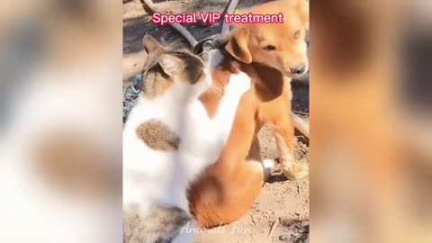 Funny cats and dogs action