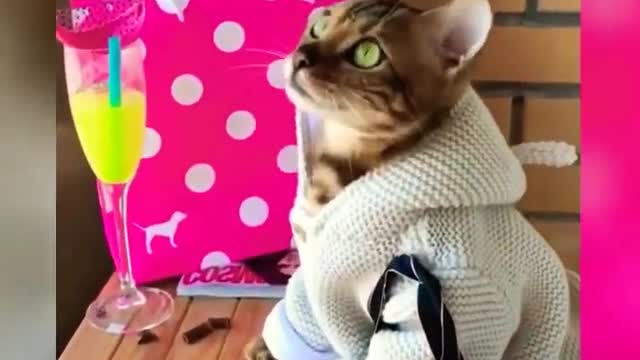 Laugh with cats 🐈😂 - Crazy cats 🐭🤣 - So funny moments