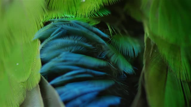 cute Tropical Bird Cleaning Itself