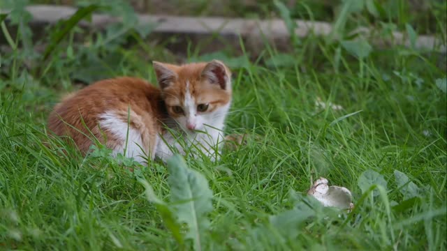 Just cats being cats [ASMR Effect]