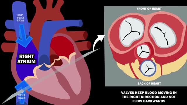 2 MINUTES BLOOD FLOW TROUGH THE HEART