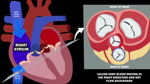 2 MINUTES BLOOD FLOW TROUGH THE HEART