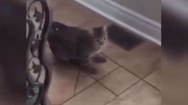 2022 SOO FUNNY FUNNY PETS