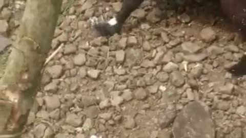 Funny video of 🐐🐐Goat's head caught in a metal can 🤣🤣🤣