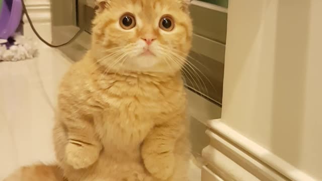 Cat Adorably Begs Owner To Fill Food Bowl