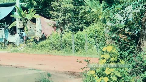 Funny Dog Video 🐶😅 #funnyvideo