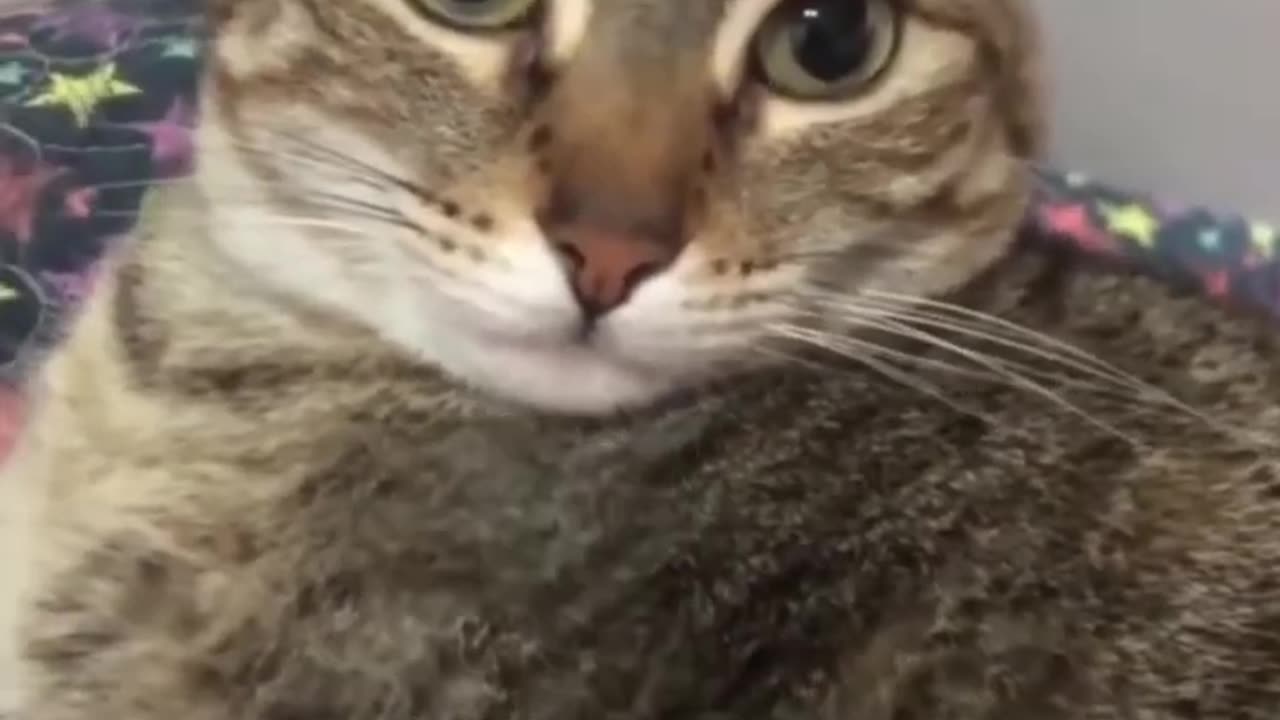 Funny and Cute Cats Videos #46