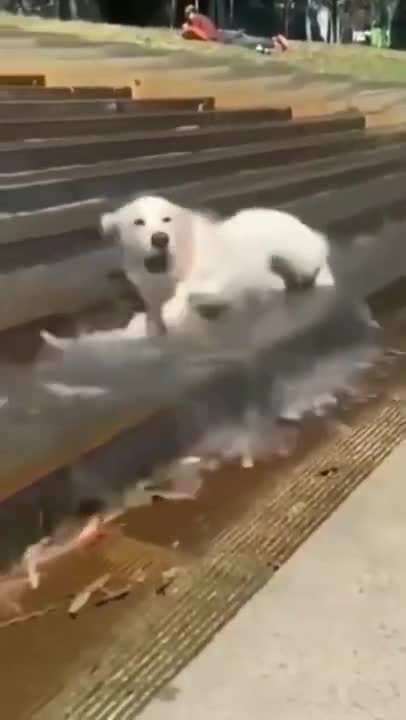 3.🤣🤣🤣 from tiktok @cottonandoat #shorts