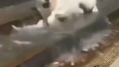 3.🤣🤣🤣 from tiktok @cottonandoat #shorts