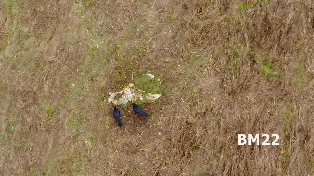 DJI Drone Films Ravens Eating Gut Pile