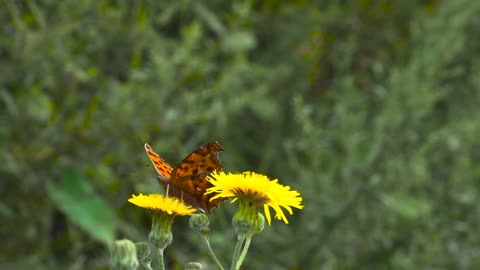 Leopard Butterfly - 3