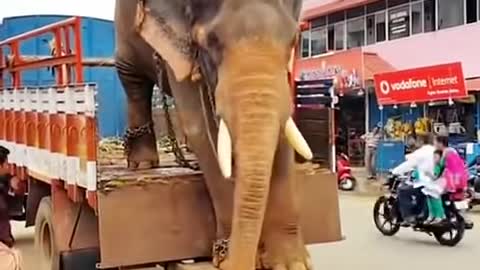 elephant getting off truck