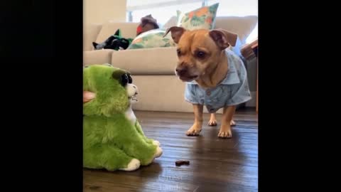 Cute puppy acts tuff in front of creepy toy