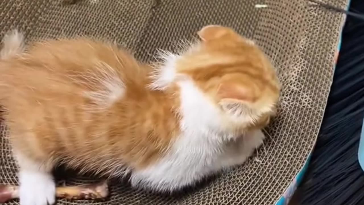 Kitten Love Their Food