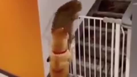 Cutie dog help overweight cat climbing