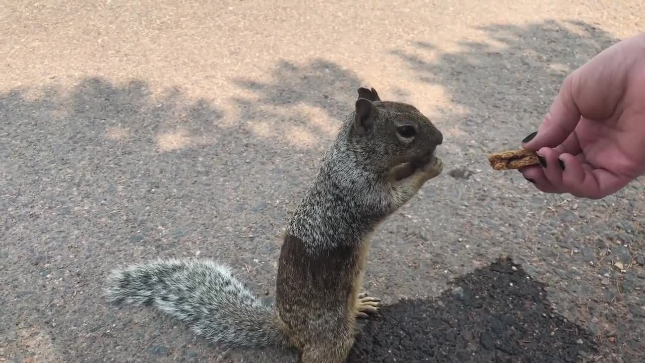 Thirsty Squirrel takes a drink at the Grand Canyon