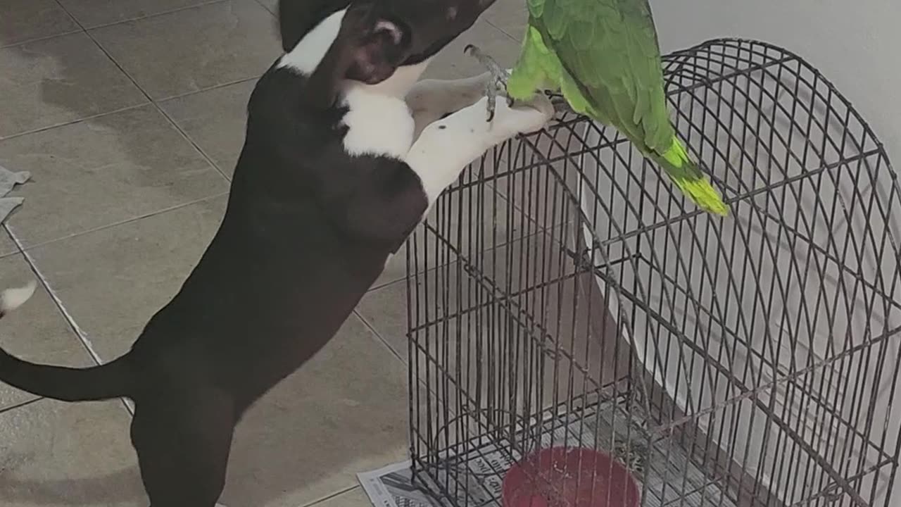 Pup and Parrot Play